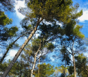 Elagage et Abattage à Grasse