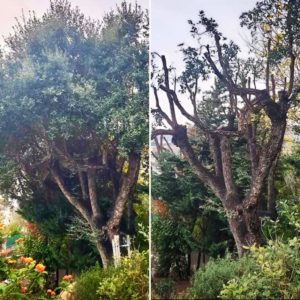 Entreprise GARDEN ELAGUE Grasse - Tony PORTELLI Elagueur Abattage Arbres Palmiers Oliviers Jardinier Paysagiste Aménagement à Grasse 06130 Evacue tous les déchets. Camion et broyeur Disponible.