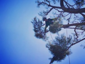 Entreprise GARDEN ELAGUE Grasse - Tony PORTELLI Elagueur Abattage Arbres Palmiers Oliviers Jardinier Paysagiste Aménagement à Grasse 06130 Evacue tous les déchets. Camion et broyeur Disponible.