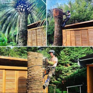 Entreprise GARDEN ELAGUE Grasse - Tony PORTELLI Elagueur Abattage Arbres Palmiers Oliviers Jardinier Paysagiste Aménagement à Grasse 06130 Evacue tous les déchets. Camion et broyeur Disponible.