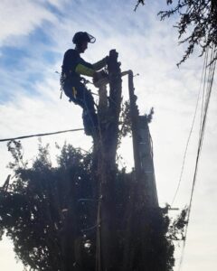 Entreprise GARDEN ELAGUE Grasse - Tony PORTELLI Elagueur Abattage Arbres Palmiers Oliviers Jardinier Paysagiste Aménagement à Grasse 06130 Evacue tous les déchets. Camion et broyeur Disponible.