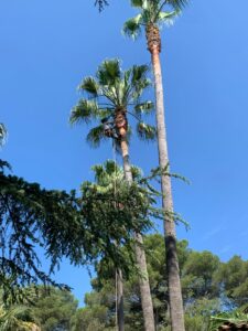 Entreprise GARDEN ELAGUE Grasse - Tony PORTELLI Elagueur Abattage Arbres Palmiers Oliviers Jardinier Paysagiste Aménagement à Grasse 06130 Evacue tous les déchets. Camion et broyeur Disponible.