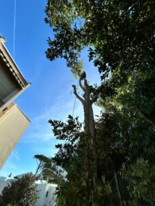Entreprise GARDEN ELAGUE Grasse - Tony PORTELLI Elagueur Abattage Arbres Palmiers Oliviers Jardinier Paysagiste Aménagement à Grasse 06130 Evacue tous les déchets. Camion et broyeur Disponible.