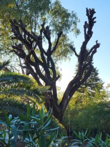 Garden Elague Elagueur Professionnel Grasse et dans les alentours