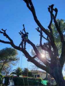 Garden Elague Elagueur Professionnel Grasse et dans les alentours
