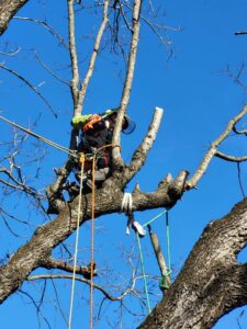 Entreprise GARDEN ELAGUE Grasse - Tony PORTELLI Elagueur Abattage Arbres Palmiers Oliviers Jardinier Paysagiste Aménagement à Grasse 06130 Evacue tous les déchets. Camion et broyeur Disponible.